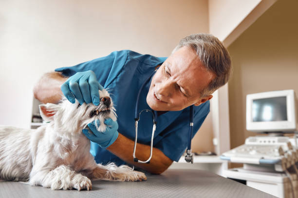 Best Urgent Tooth Repair  in Bayou Lourse, LA